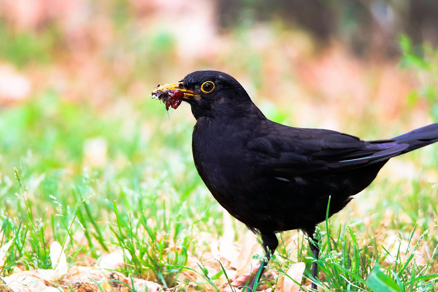 Mere biodiversitet i haven med flere fugle Øg biodiversiteten med flere fugle i haven